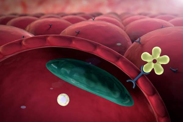 Role of Human C-Peptide